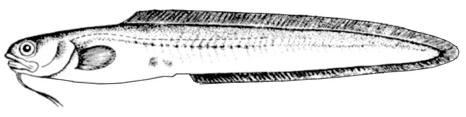 Parophidion vassali_01.jpg